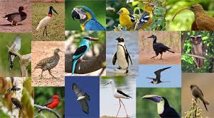 Dr. Narasimhan Lecture on Bird Diversity and Nature